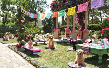 screenshoot for Beverly Hills Chihuahua 3: Viva La Fiesta!
